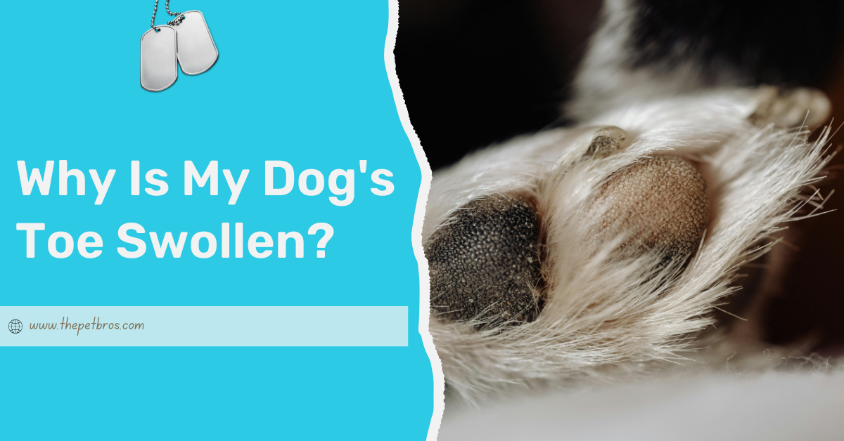 Why Is My Dog’s Toe Swollen? Causes, Treatment & Prevention