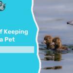 Benefits of Keeping a Duck As a Pet