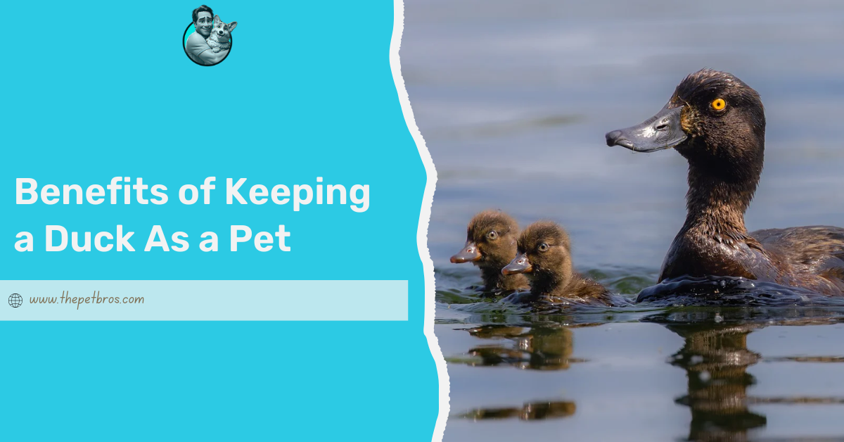 Benefits of Keeping a Duck As a Pet