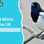 Black and White Birds in the UK