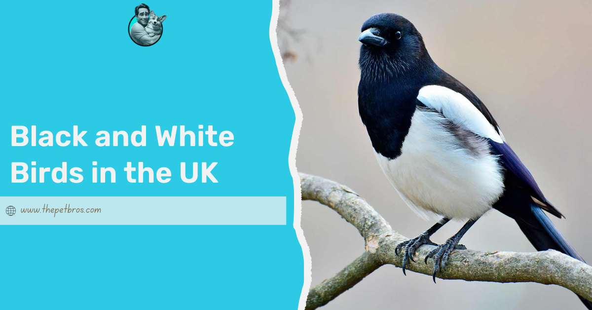 Black and White Birds in the UK