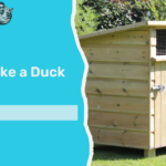 How to Make a Duck Coop