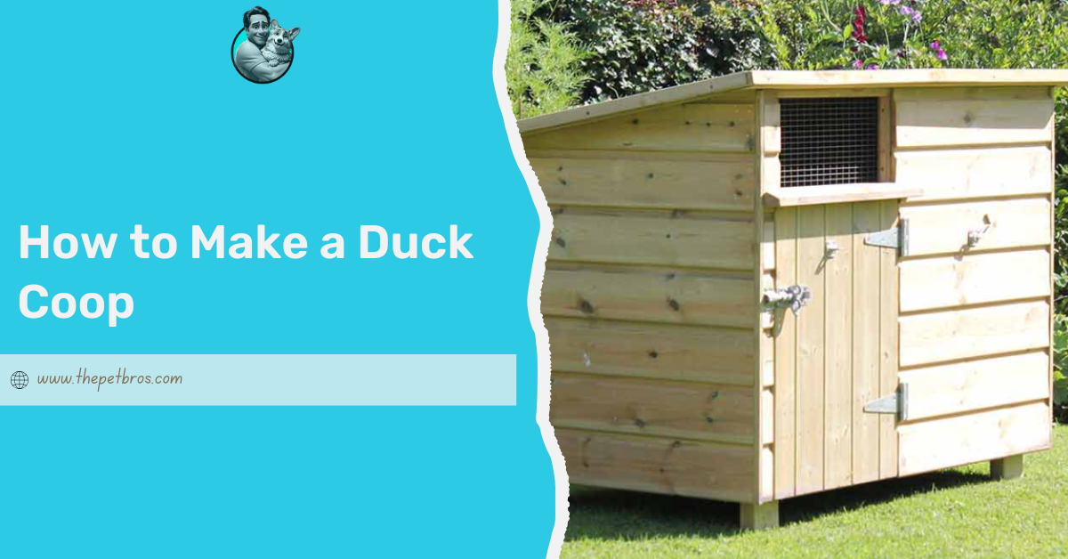 How to Make a Duck Coop