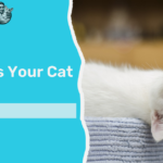 Top 10 Signs Your Cat Is Happy