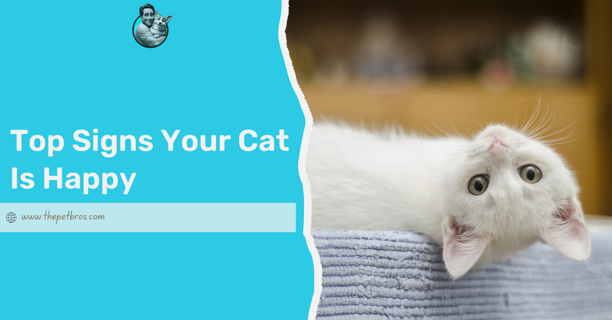 Top 10 Signs Your Cat Is Happy