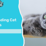 Understanding Cat Body Signs