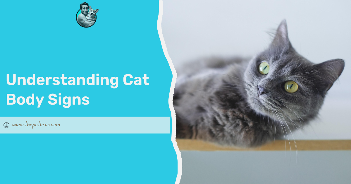 Understanding Cat Body Signs