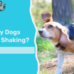 Why Are My Dog's Back Legs Shaking