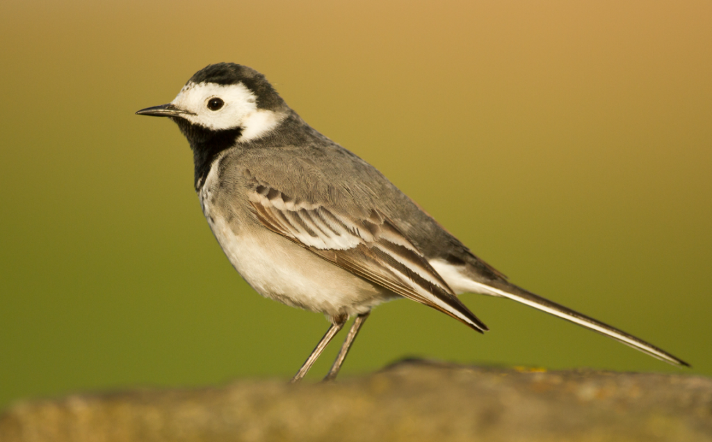 Pied Wagtail (Motacilla alba yarrellii)