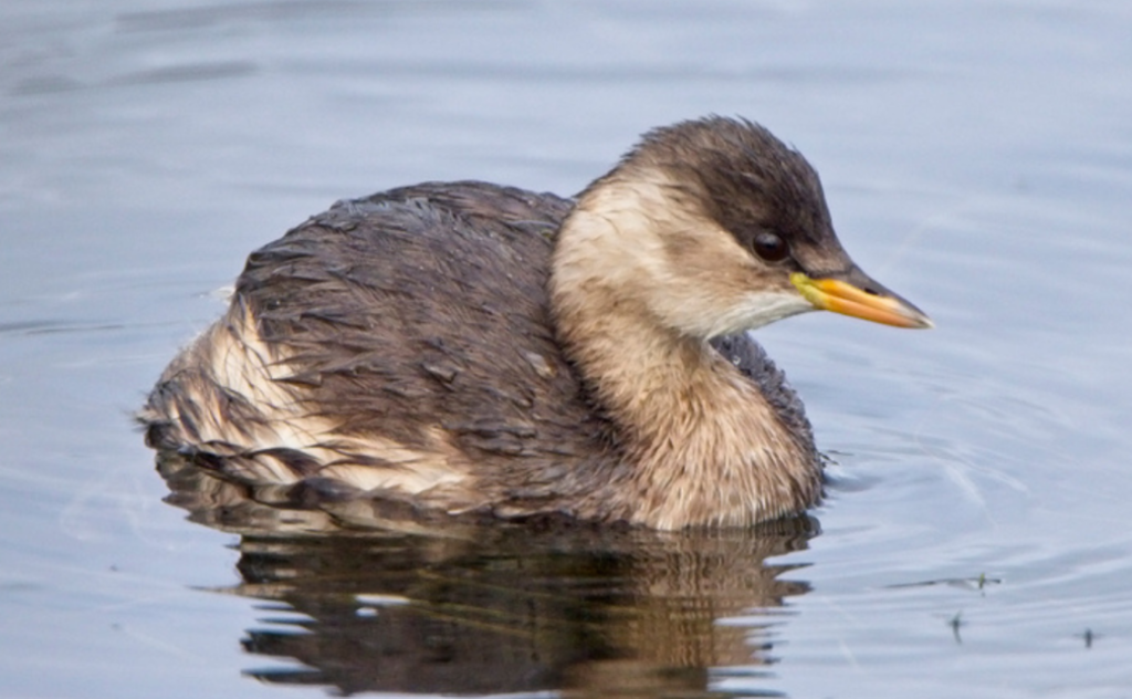 Little Grebe (Tachybaptus ruficollis) swimming in a lake 