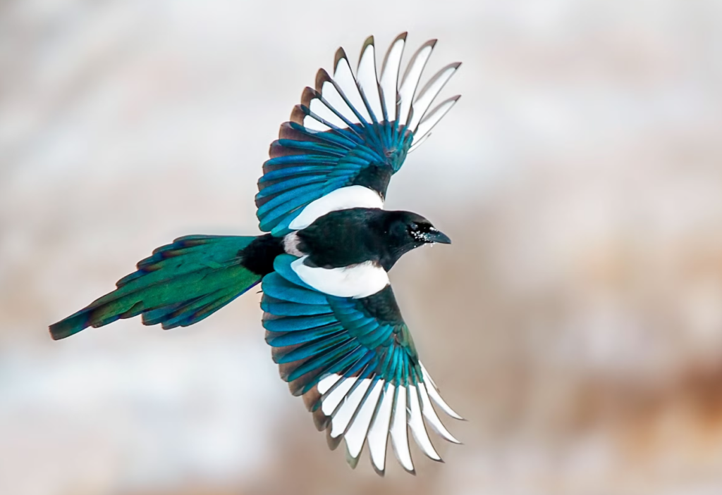 Magpie (Pica pica)