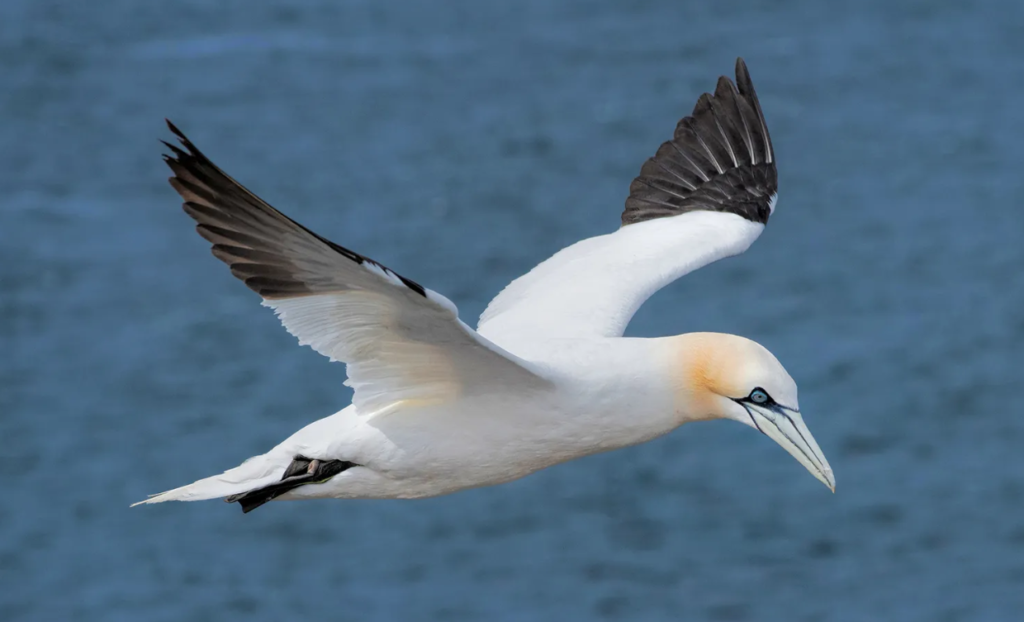 Gannet