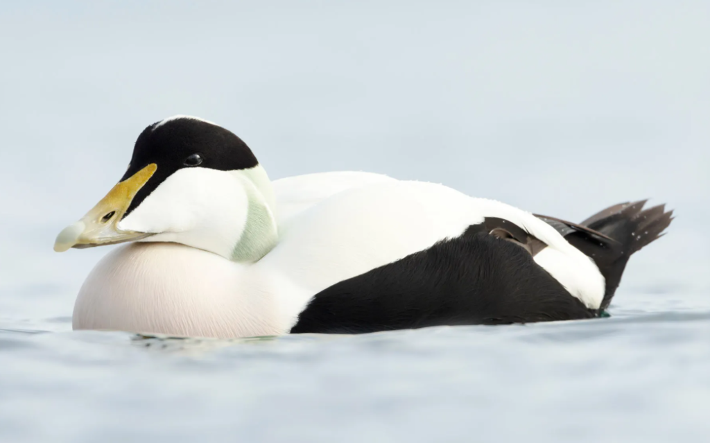 Eider is one of the common white and black birds in the uk