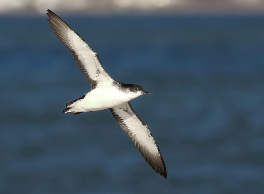 Manx Shearwater (Puffinus puffinus)