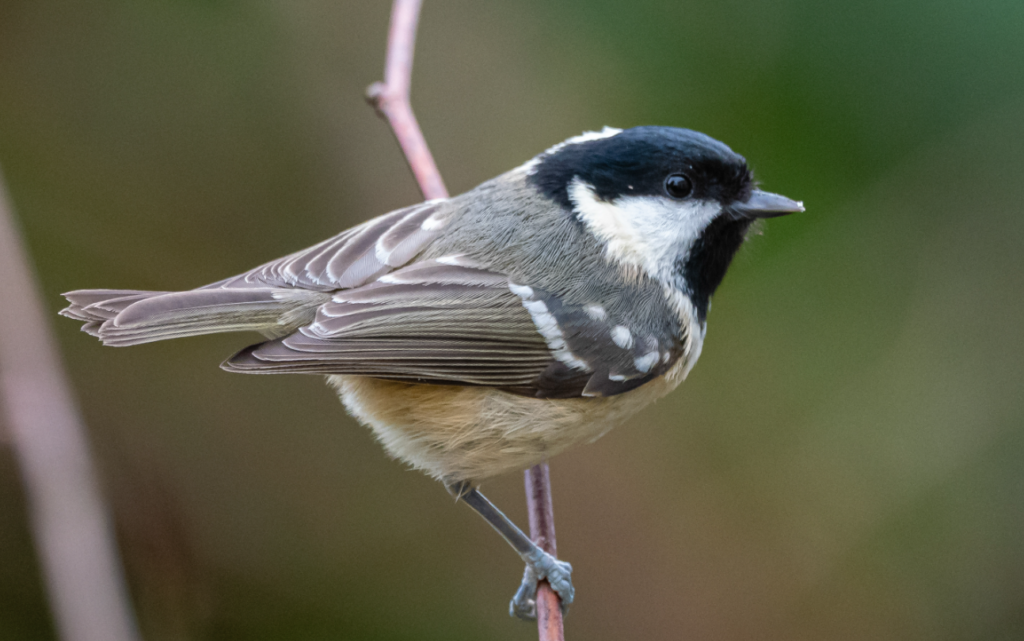 Black and White Birds in the UK - Coal Tit (Periparus ater)