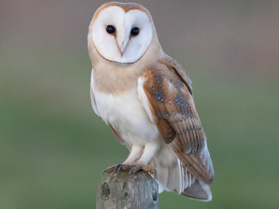 Barn Owl (Tyto alba) is a common black and white bird in the uk