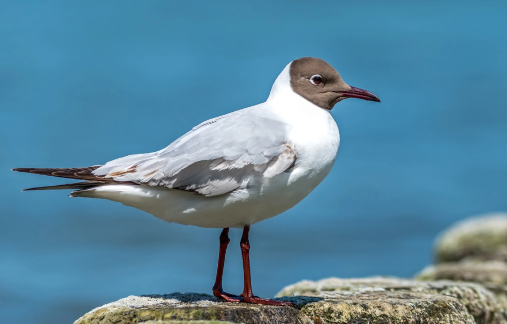 Black-Headed Gull (Chroicocephalus Ridibundus)