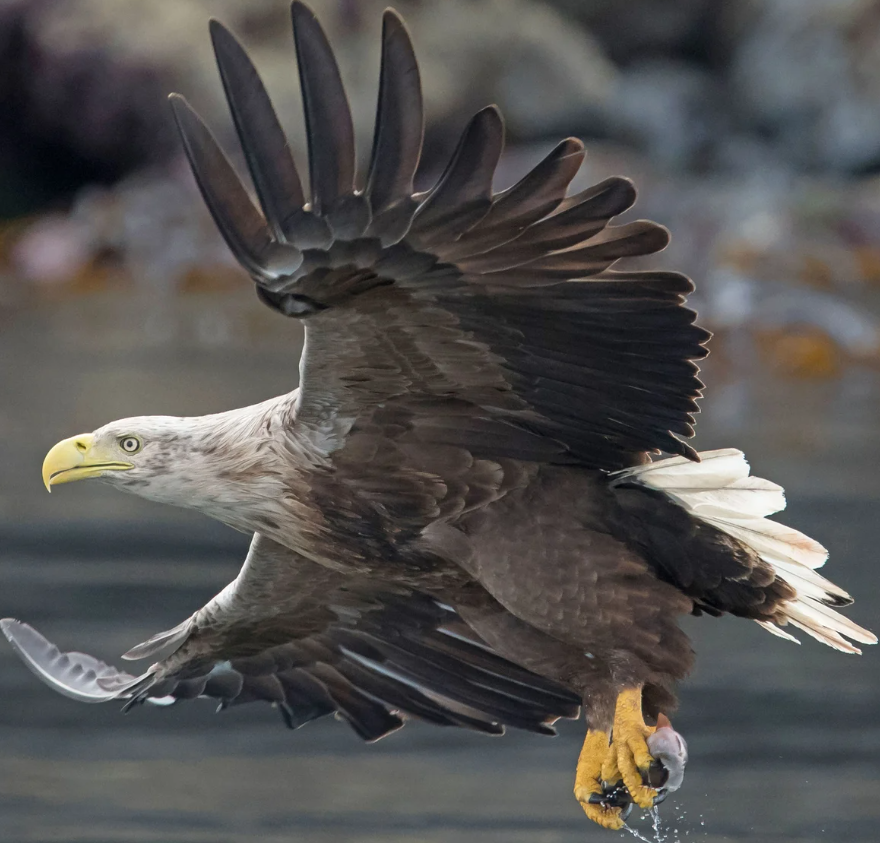 Haliaeetus albicilla aka White-Tailed Eagle