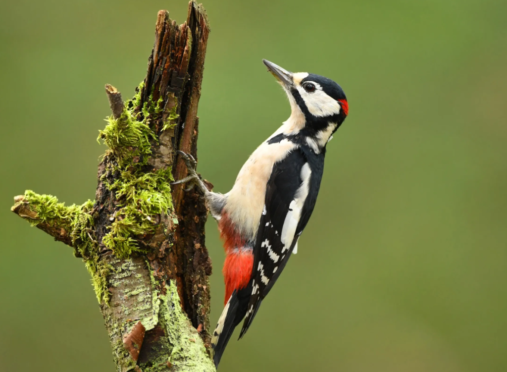 Great Spotted Woodpecker (Dendrocopos major)