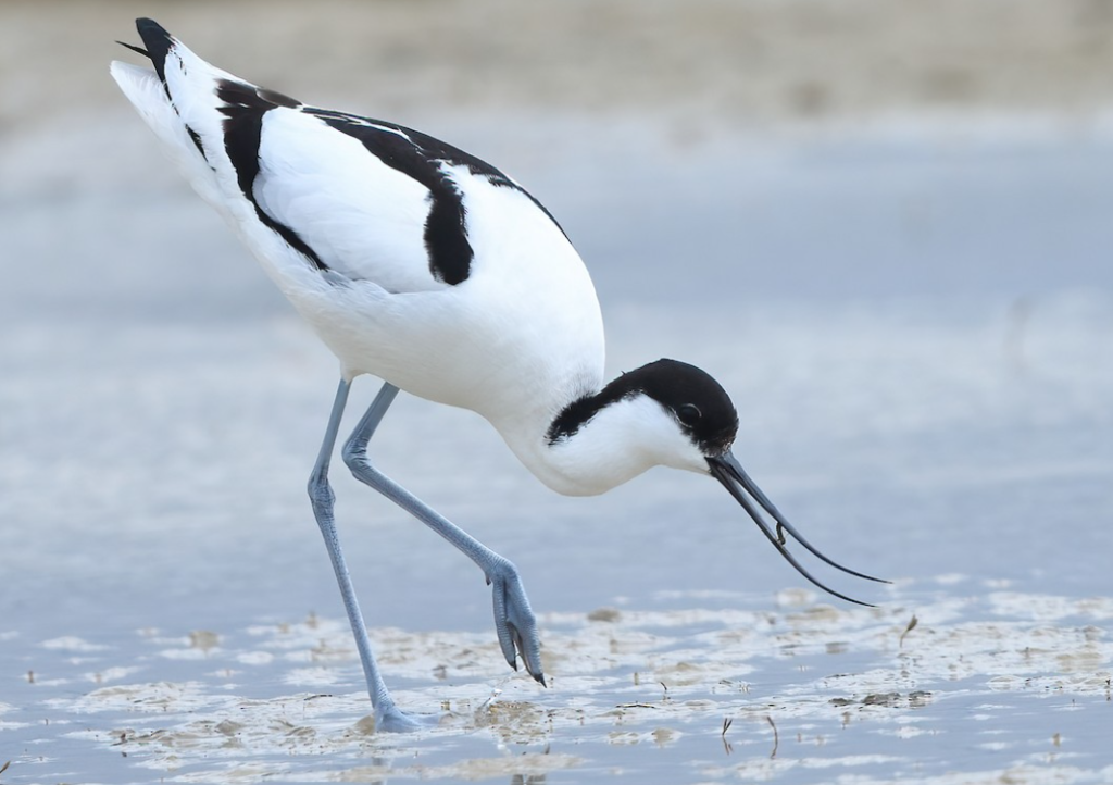 Top 10 black and white birds: Avocet 