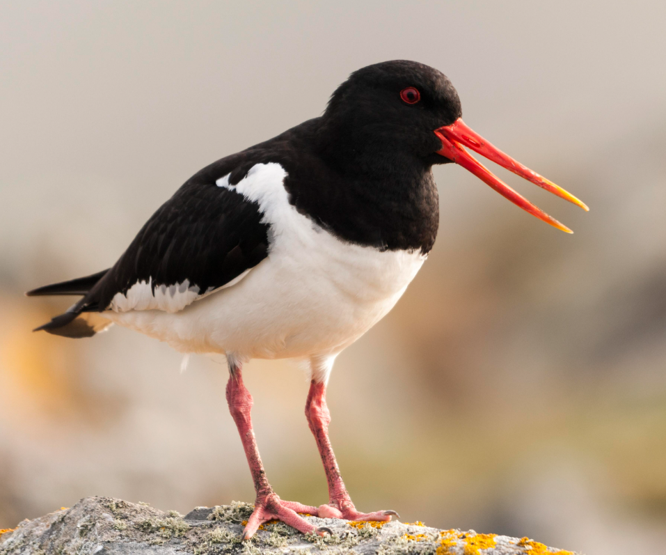 Oystercatcher