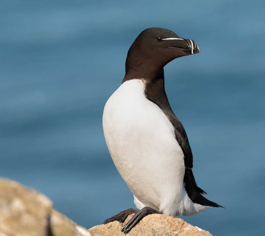 Razorbill (Alca torda) resting on a rock