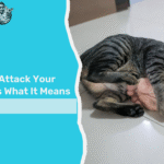Cat Attack Your Ankles