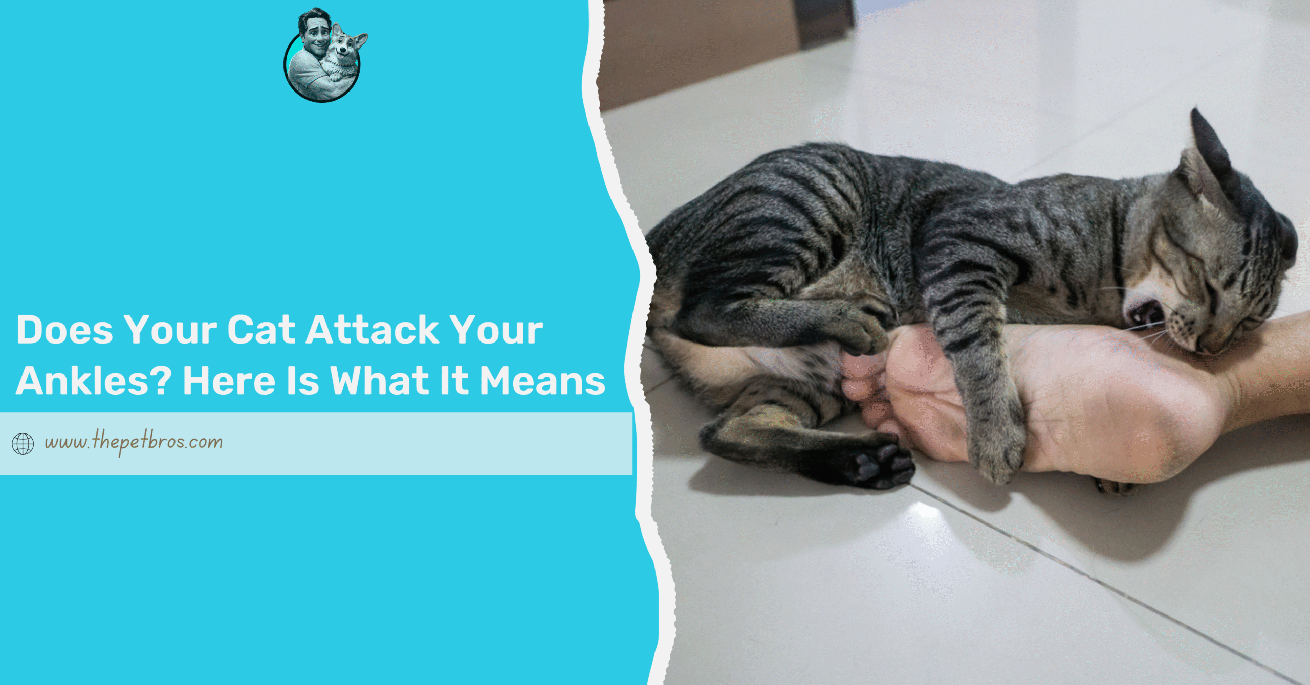 Cat Attack Your Ankles