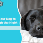 how to get my dog to sleep through the night