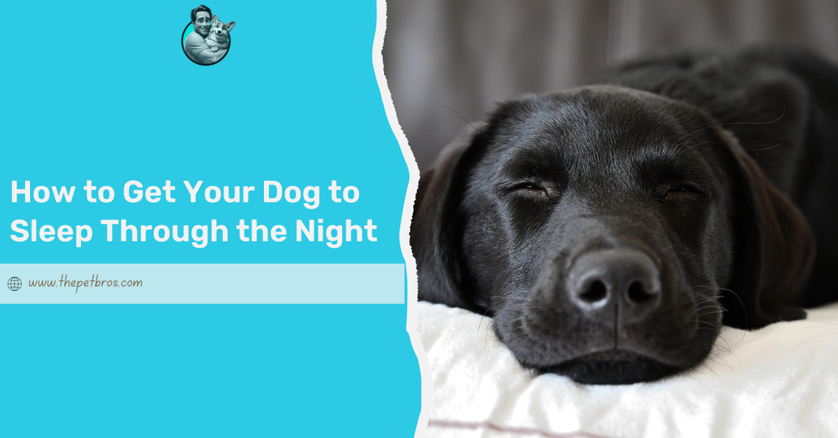 how to get my dog to sleep through the night