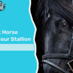 Unique Dark Horse Names for Your Stallion