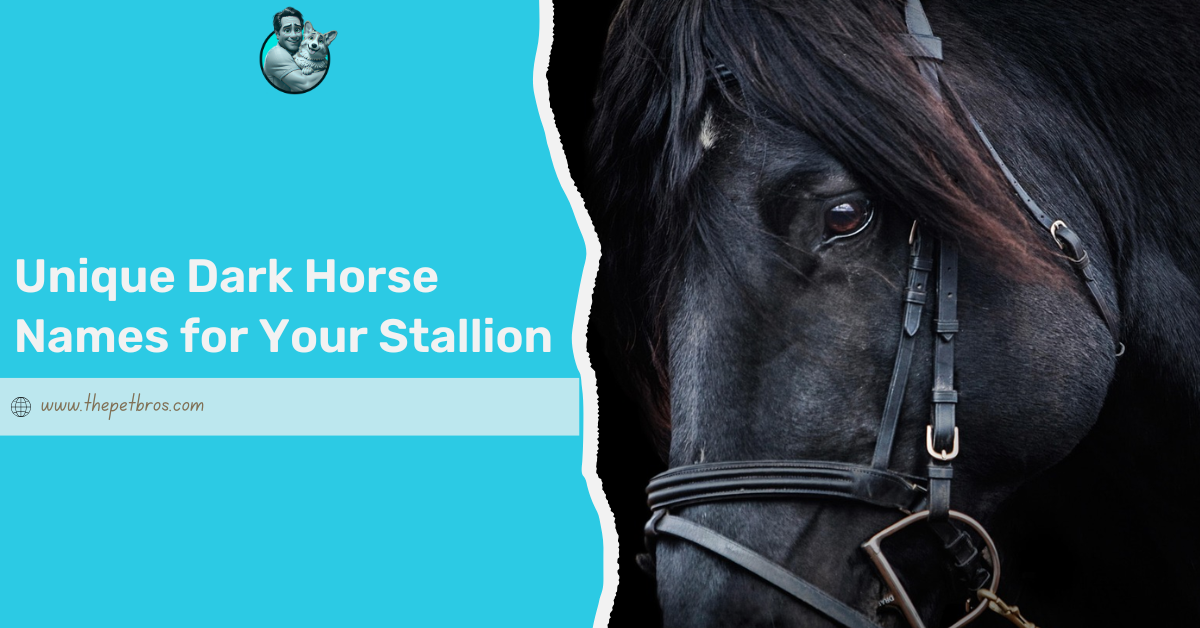 Unique Dark Horse Names for Your Stallion