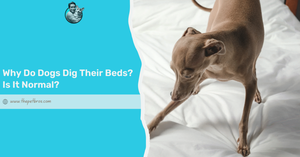 gabapentin dog breathing heavy while sleeping
