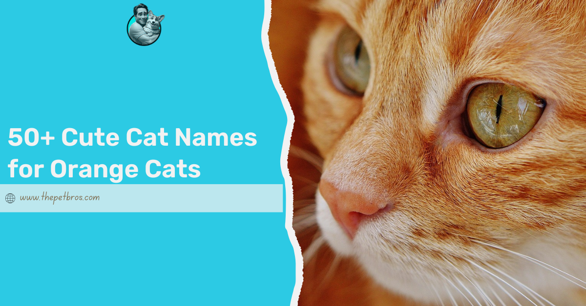 cute cat names for orange cats