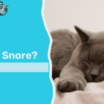 can cats snore