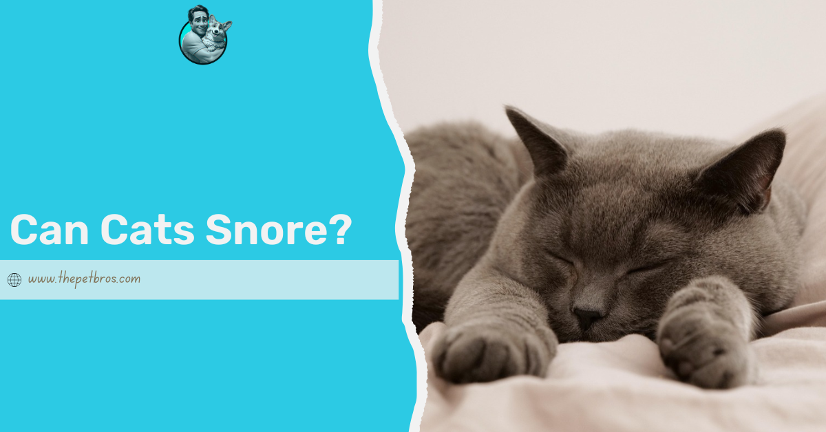 can cats snore