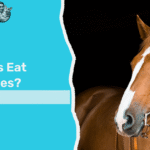 can horses eat strawberries