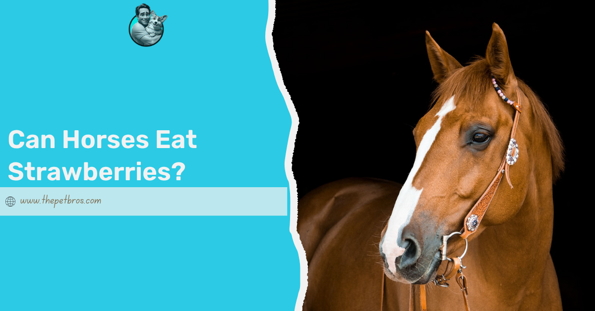 can horses eat strawberries