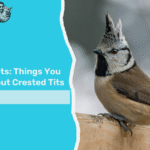 Crested tit facts