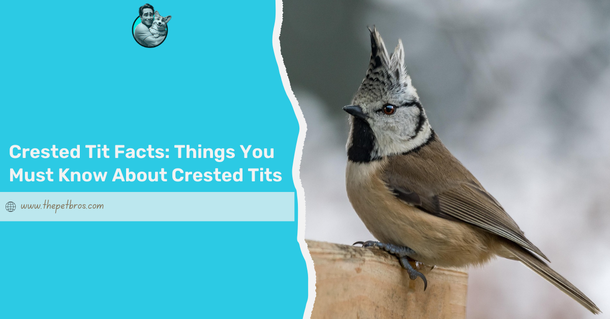 Crested tit facts