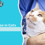 heart disease in cats