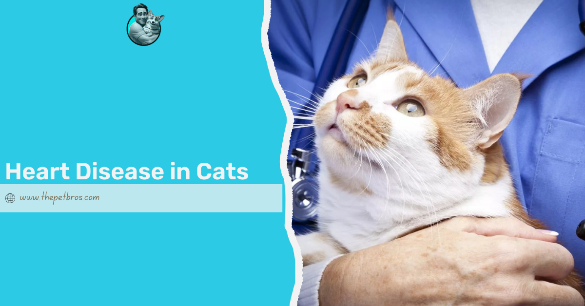 heart disease in cats