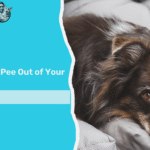 how to get dog pee out of your couch