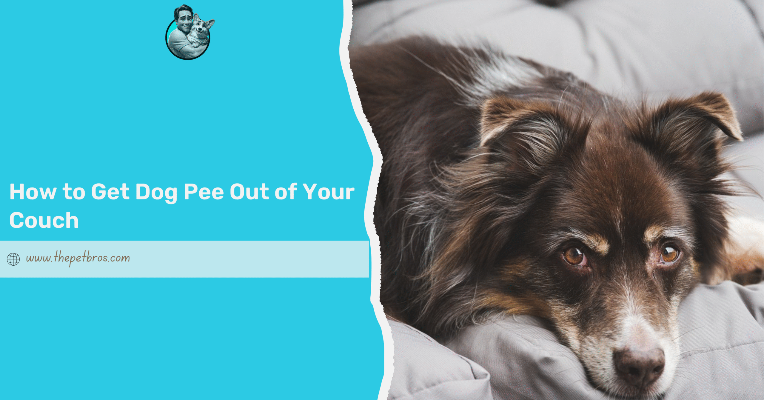 how to get dog pee out of your couch