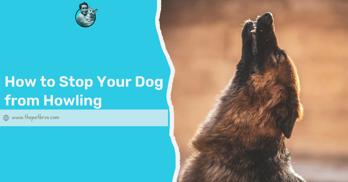 stop your dog from howling