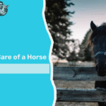 how to take care of a horse
