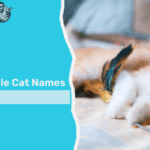 orange female cat names