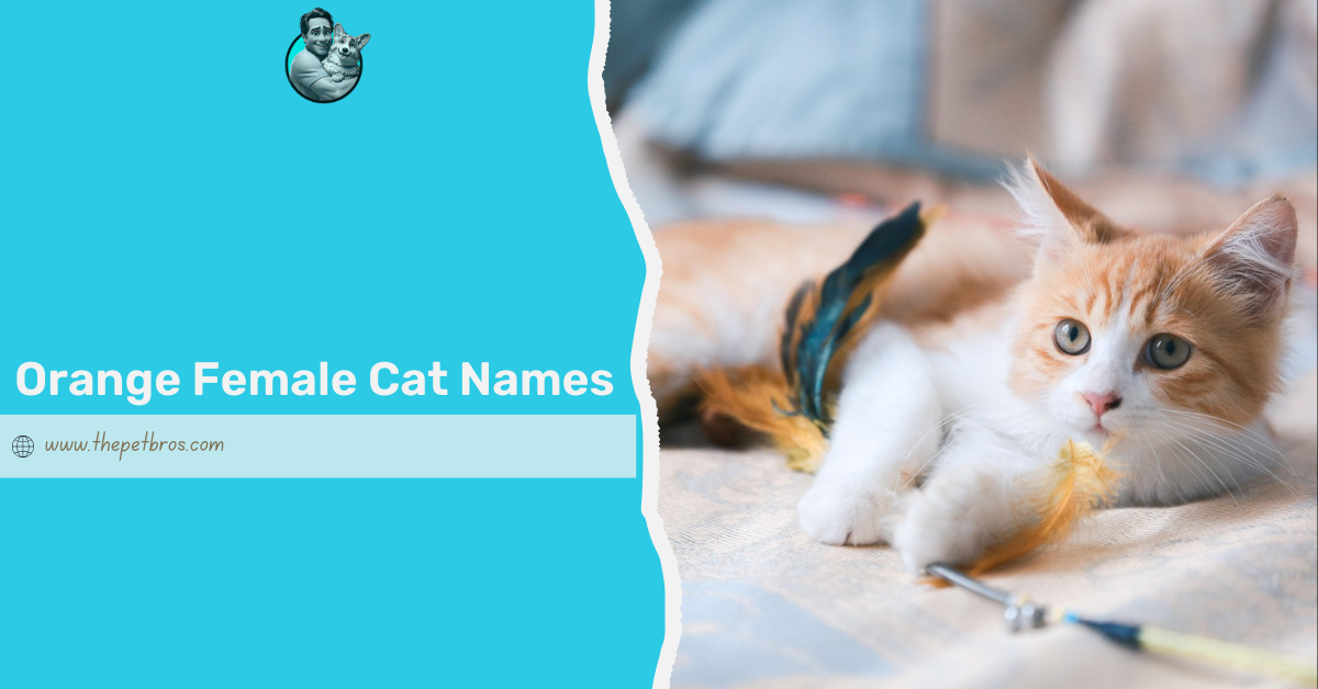 orange female cat names