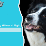 Reasons Your Dog Whines at Night