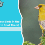 Yellow Birds In The UK